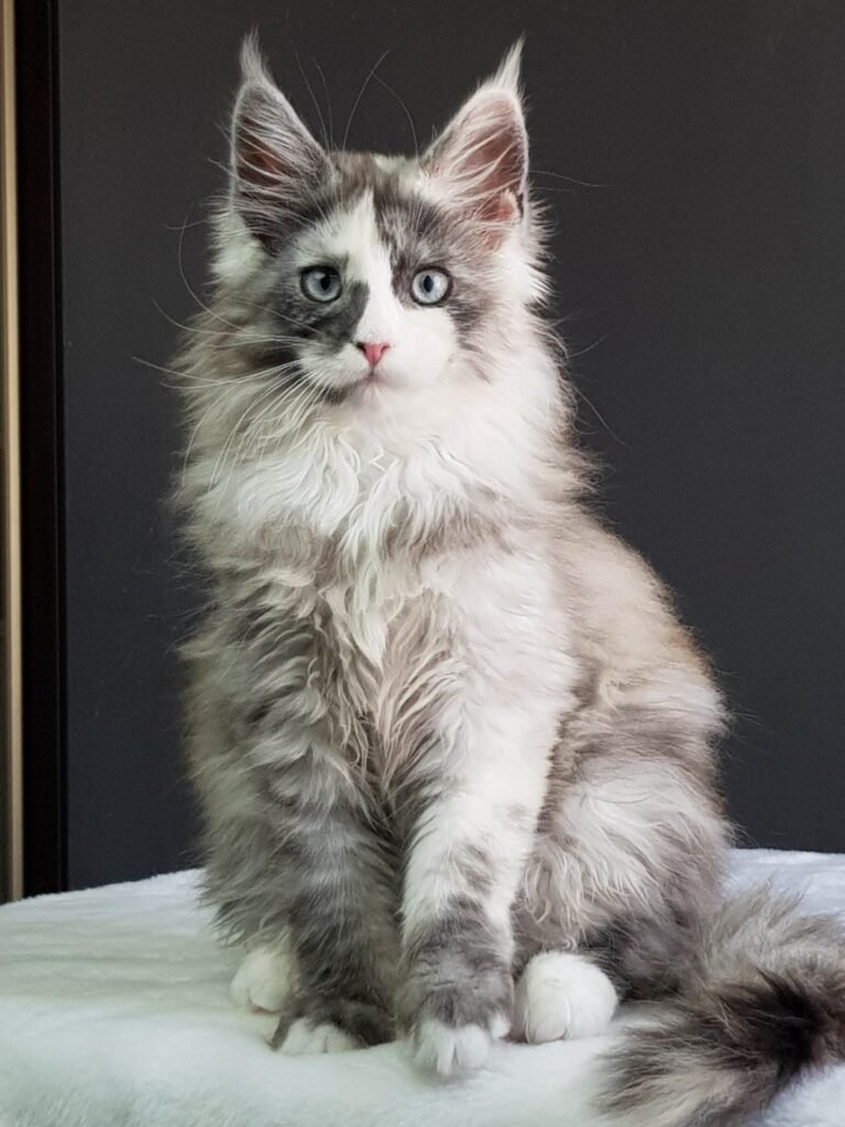 IMG-20240409-WA0010-768x1024