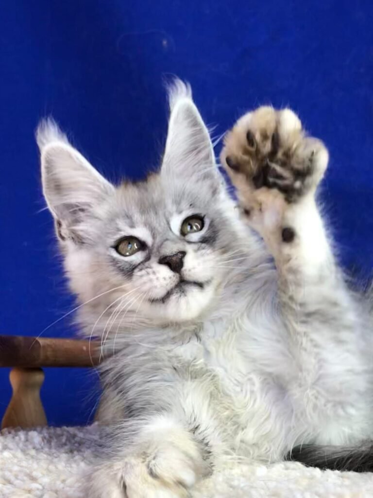 IMG-20240705-WA0029-768x1024