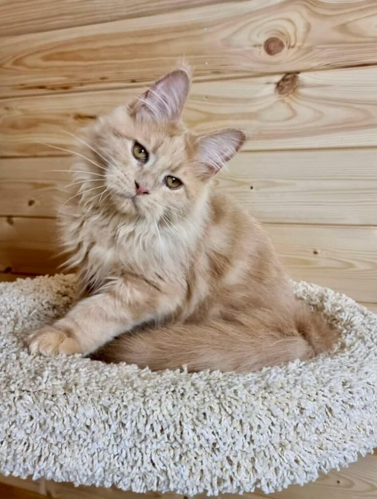 Изображение-WhatsApp-2024-01-28-в-11.27.22_336bbb7b-768x1015