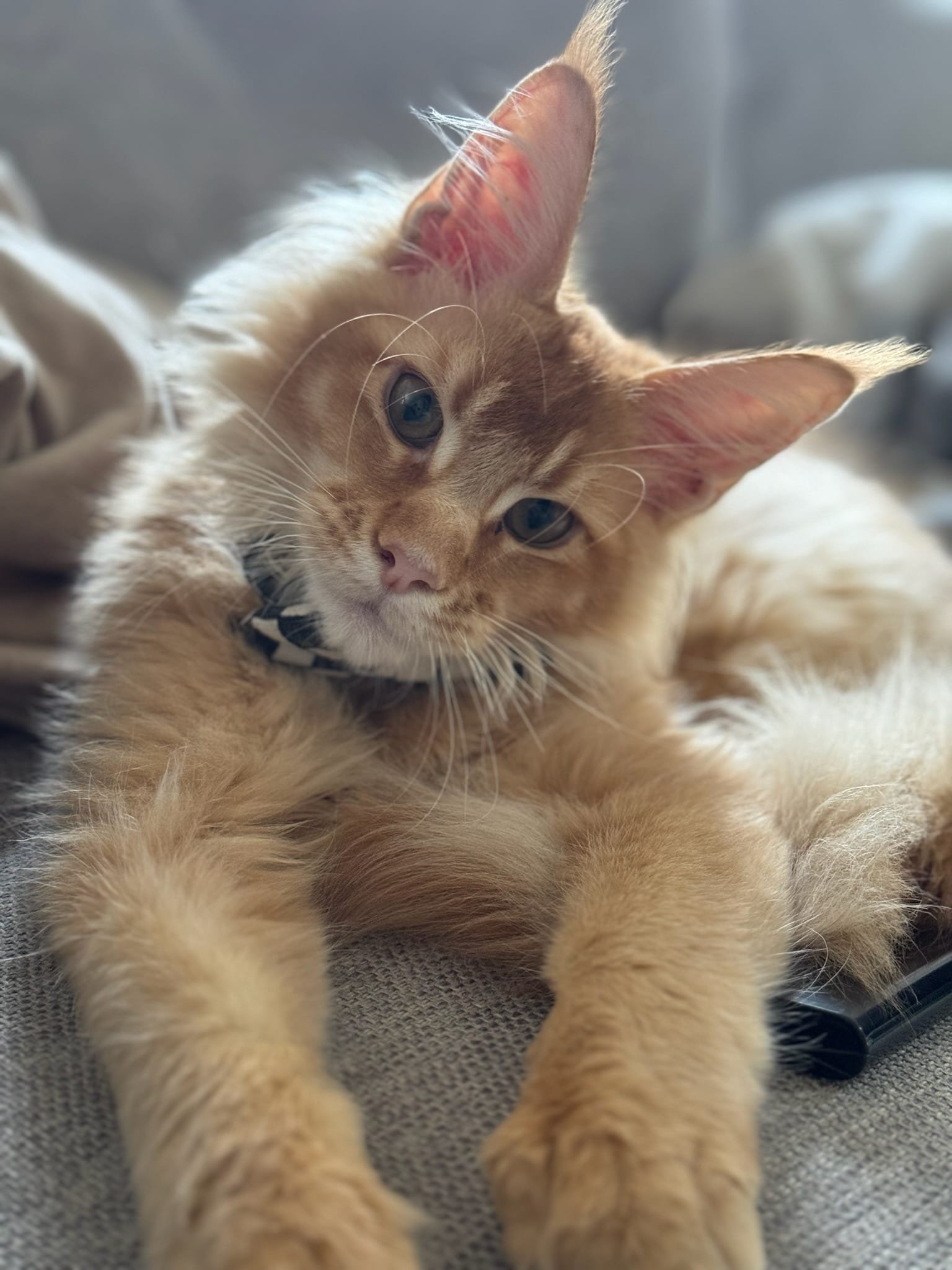 Изображение-WhatsApp-2024-06-17-в-23.16.04_75dea5df