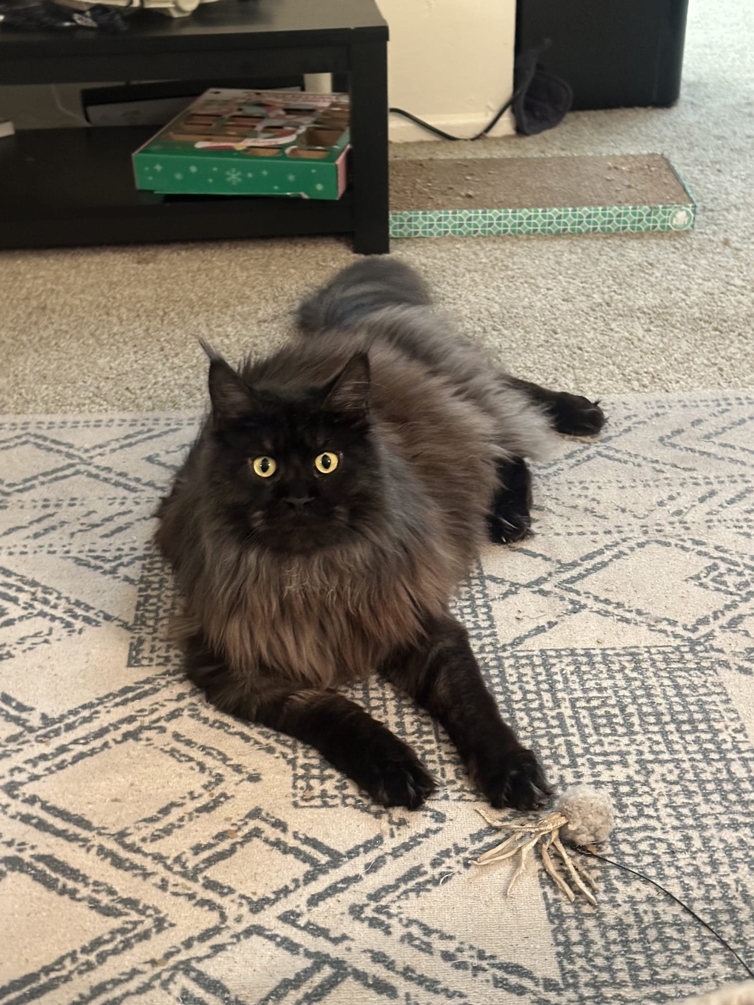 Изображение-WhatsApp-2025-03-13-в-01.39.38_dbf57633