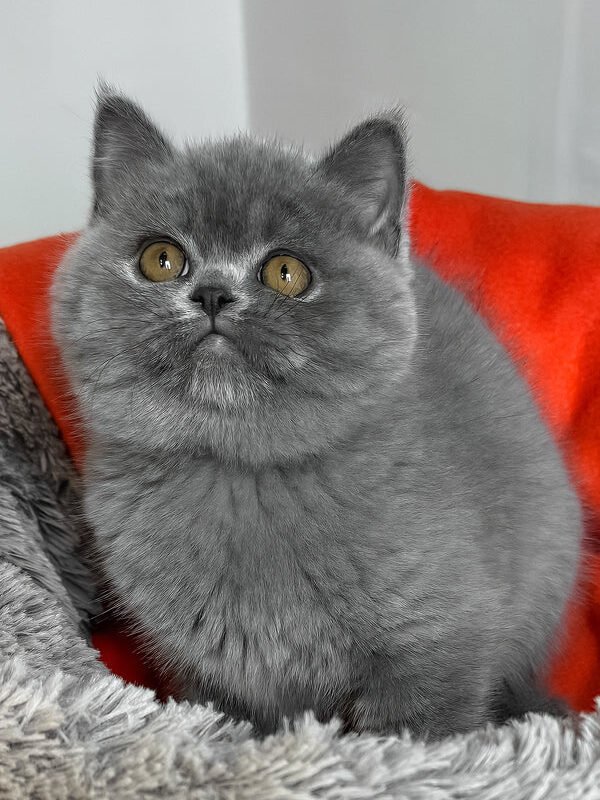 blue-british-shorthair-boy-ivengo