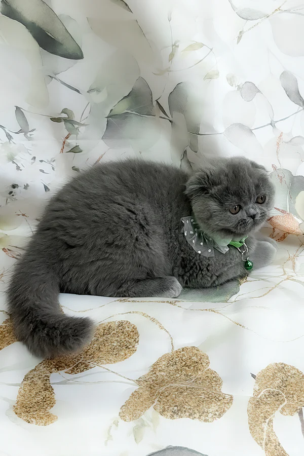 Victor Scottish Fold boy - Image 6