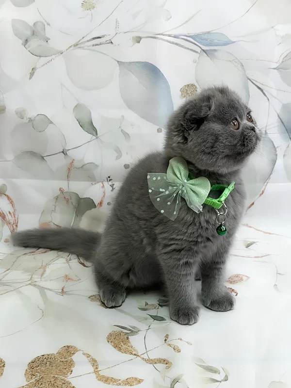 Victor Scottish Fold boy
