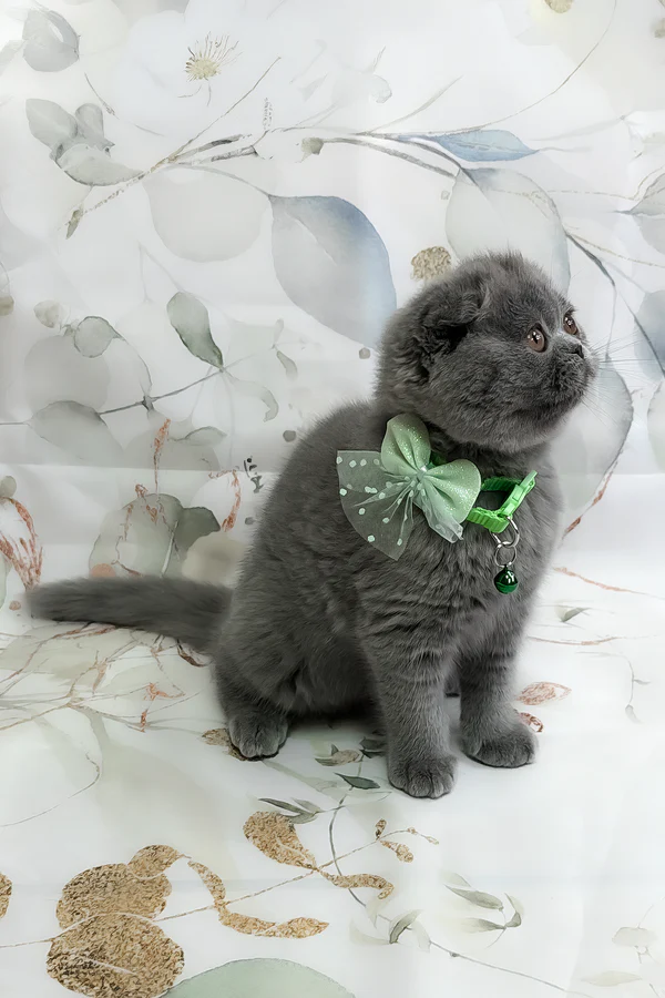 Victor Scottish Fold boy