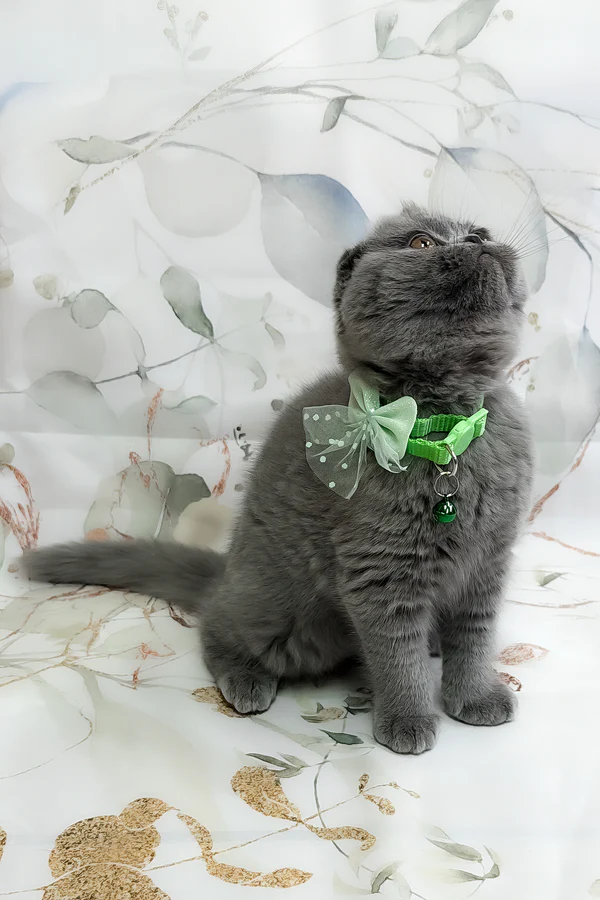 Victor Scottish Fold boy - Image 4