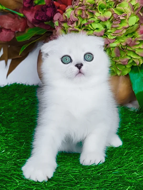 Wendy Scottish Fold girl