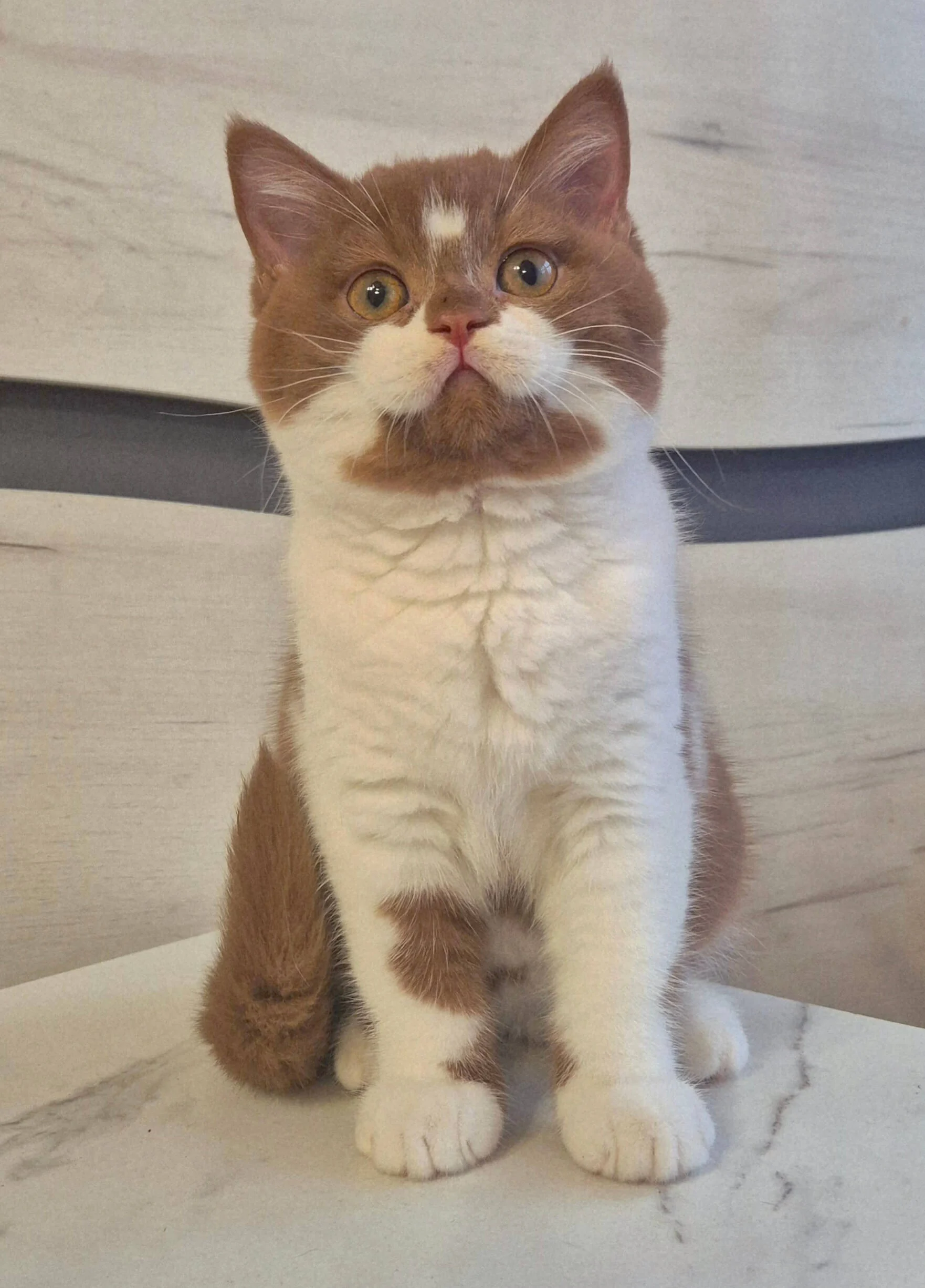 Solomia British Shorthair Cinnamon Female