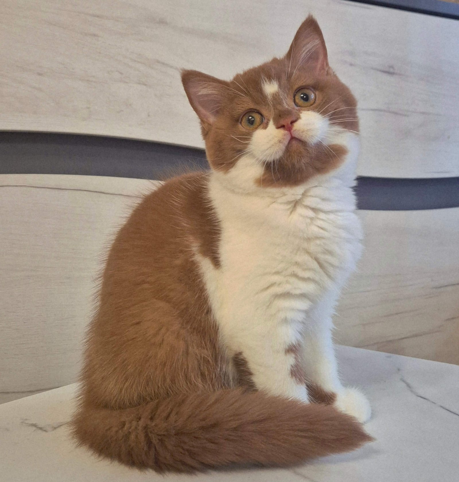 Solomia British Shorthair Cinnamon Female - Image 3