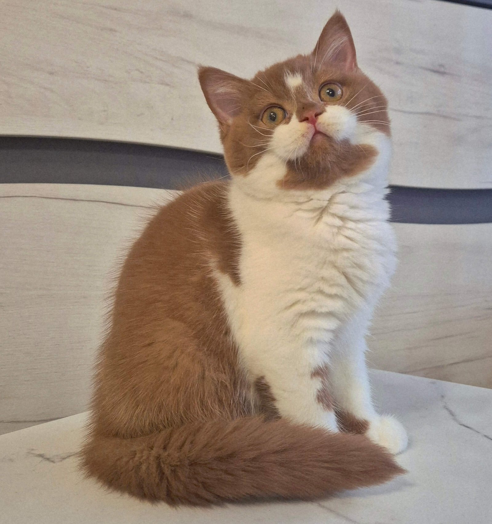 Solomia British Shorthair Cinnamon Female - Image 4