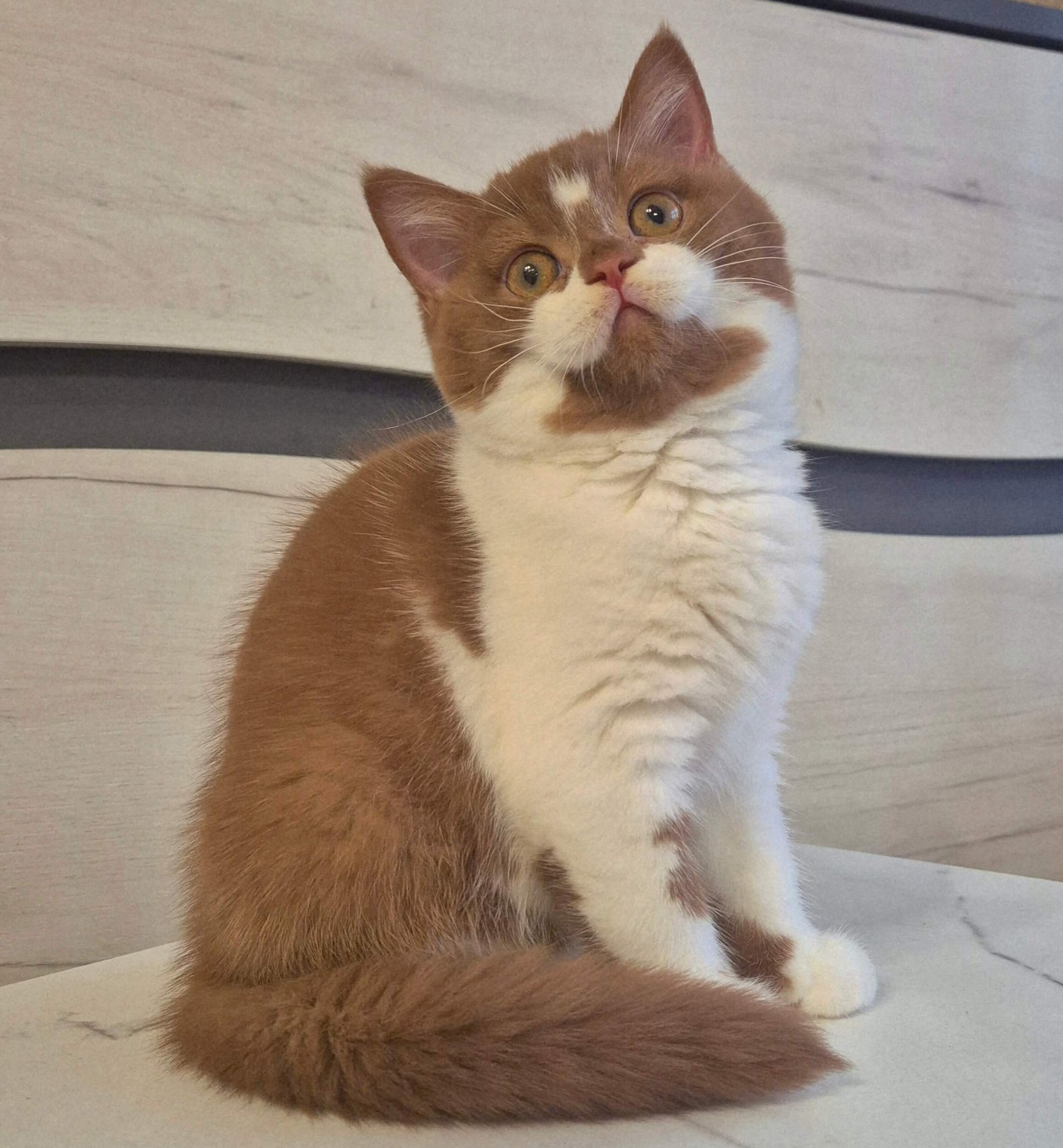 Solomia British Shorthair Cinnamon Female - Image 5