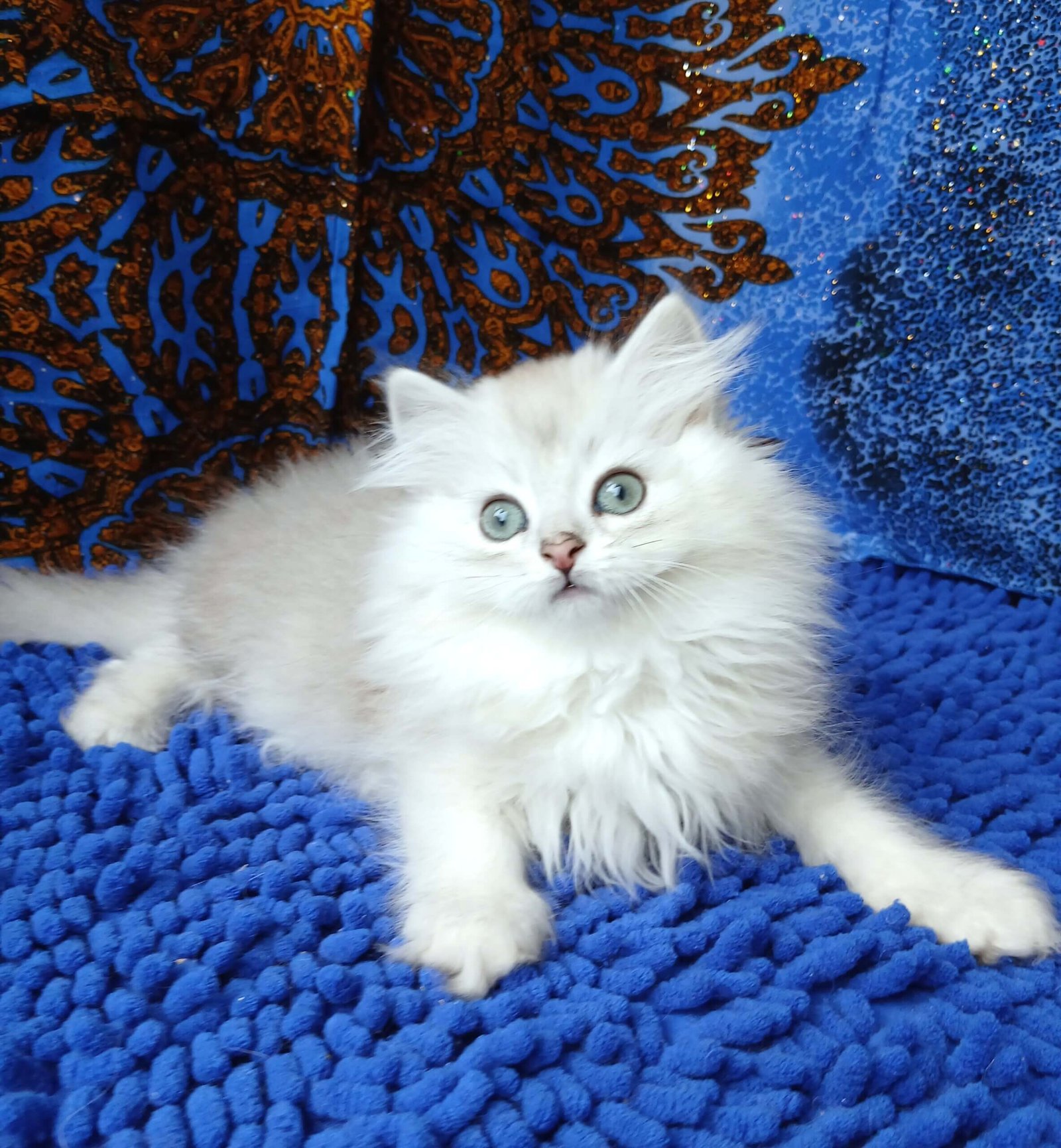 Boston British Longhair Black Silver Male - Image 2