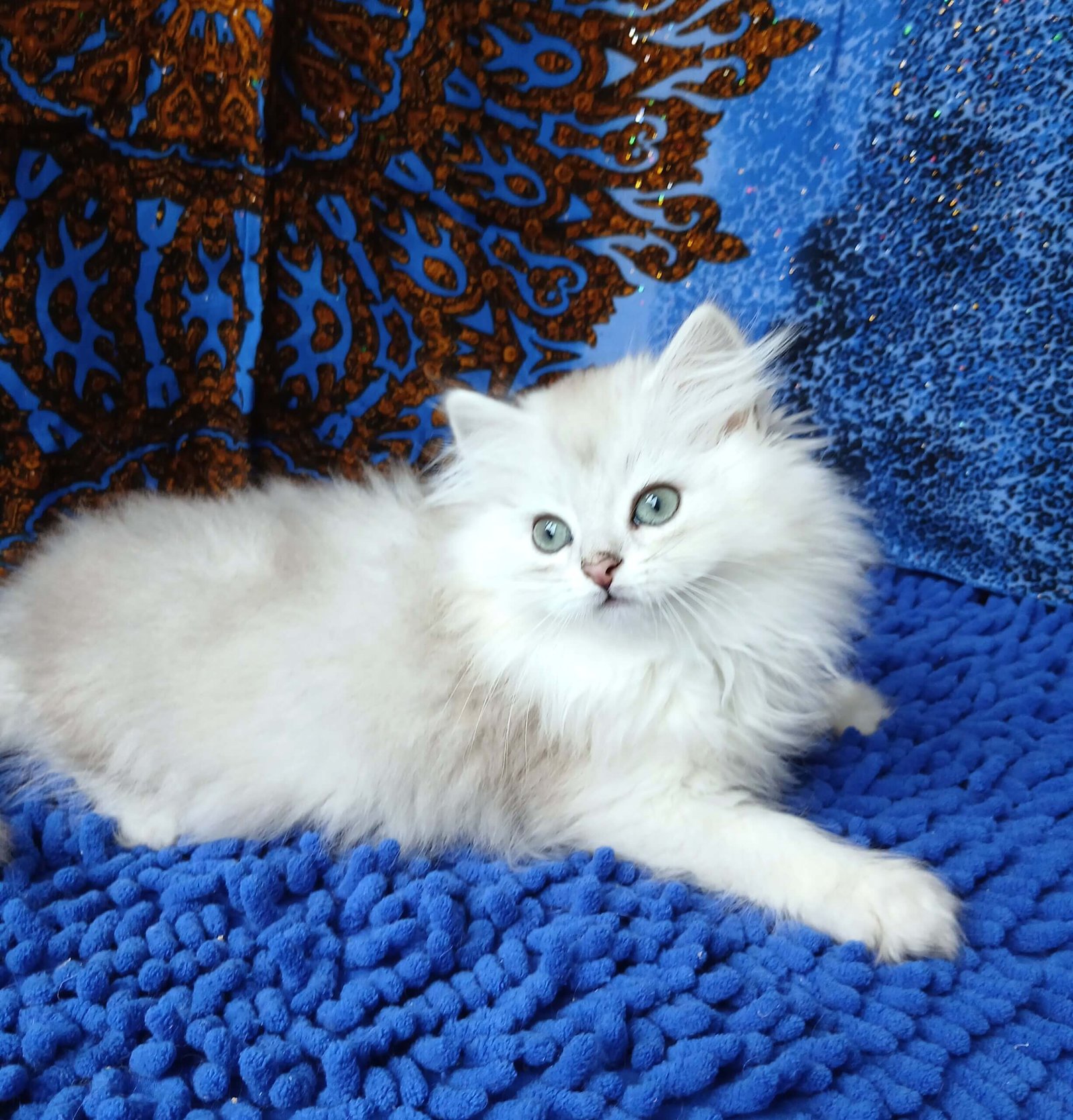 Boston British Longhair Black Silver Male - Image 3