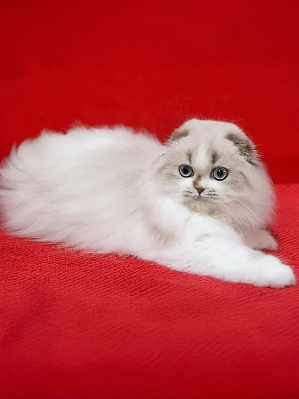 Yujin Scottish Fold Longhair boy