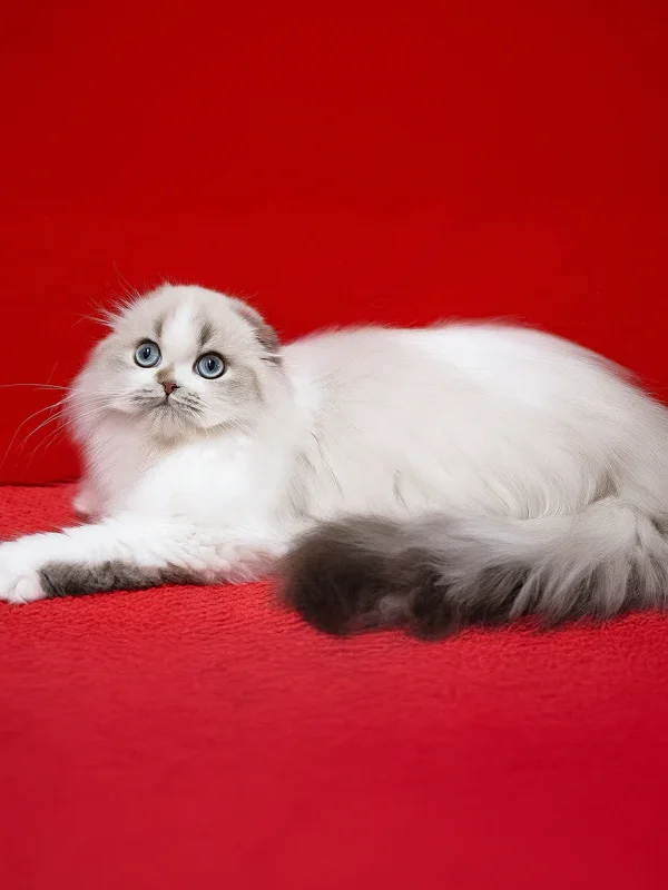 Windy Scottish Fold Boy