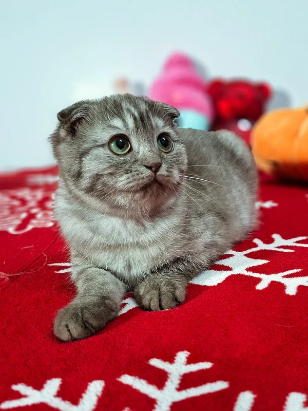 Ela Scottish Fold