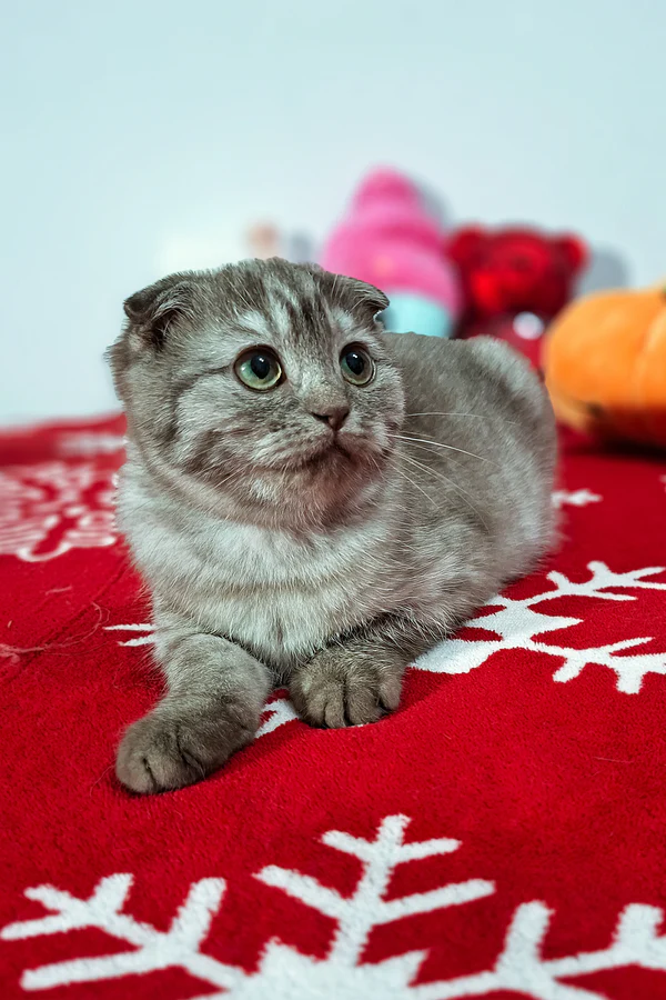 Ela Scottish Fold