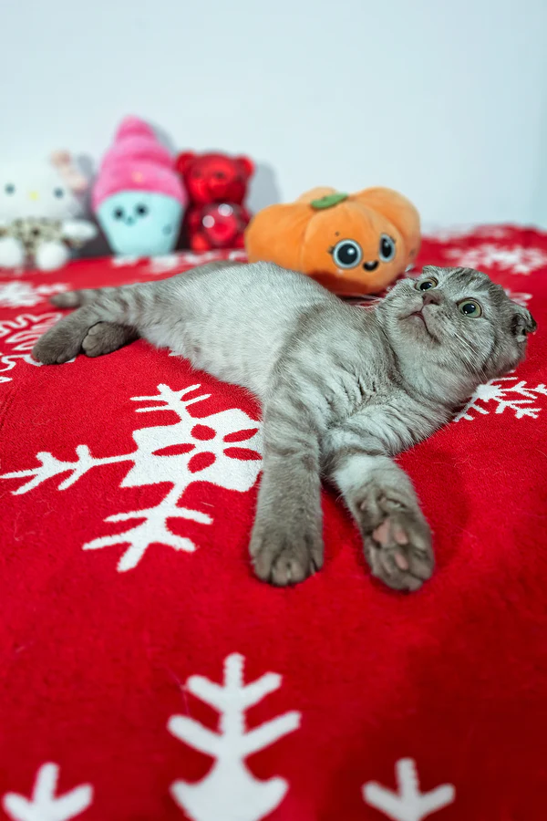 Ela Scottish Fold - Image 3