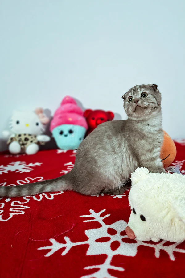 Ela Scottish Fold - Image 4
