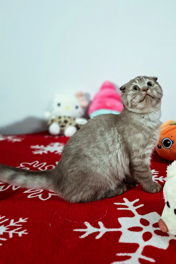 Ela Scottish Fold - Image 2