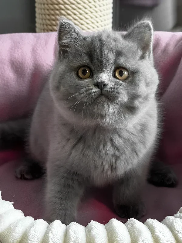 british-shorthair-boy