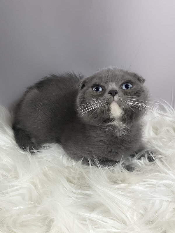 quincy-female-scottish-fold-kitten