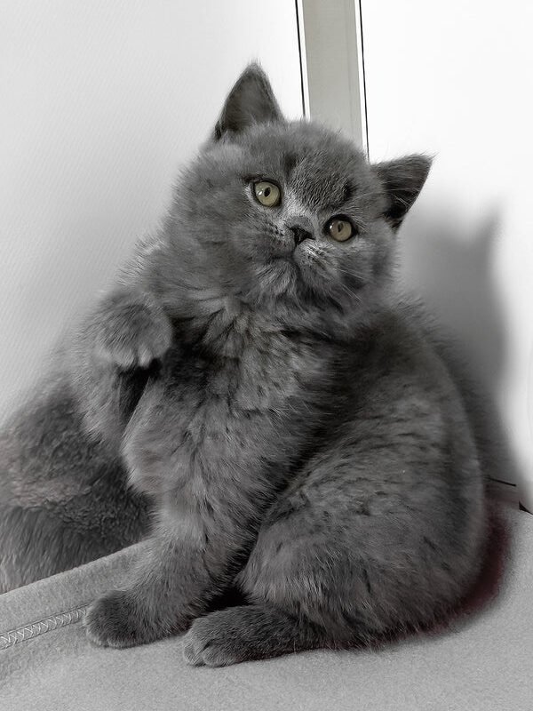 British Short hair girl Idolga