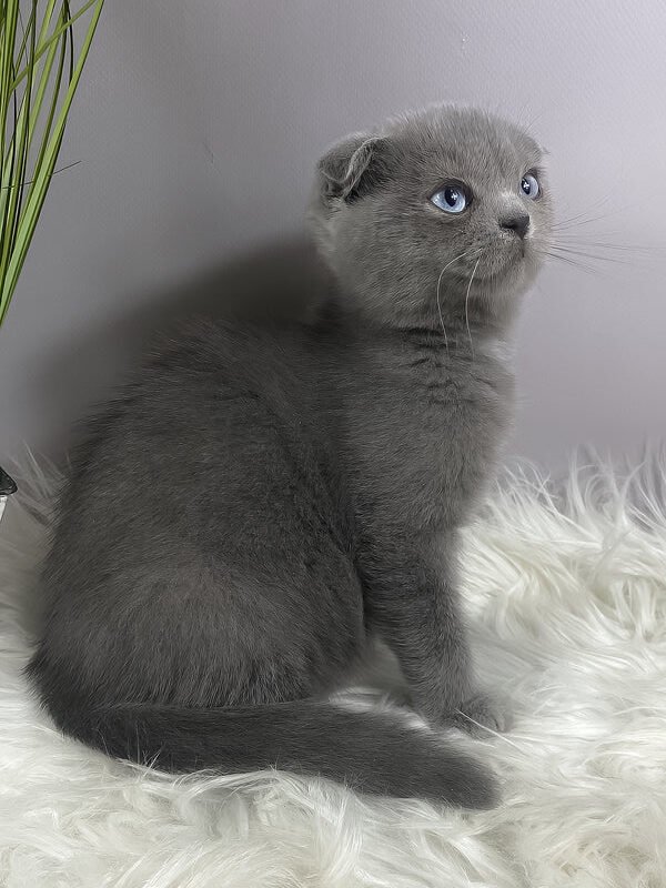 quentin-male-scottish-fold-kitten
