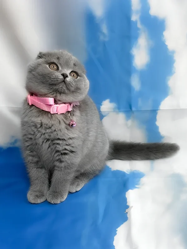 Velma Scottish Fold girl