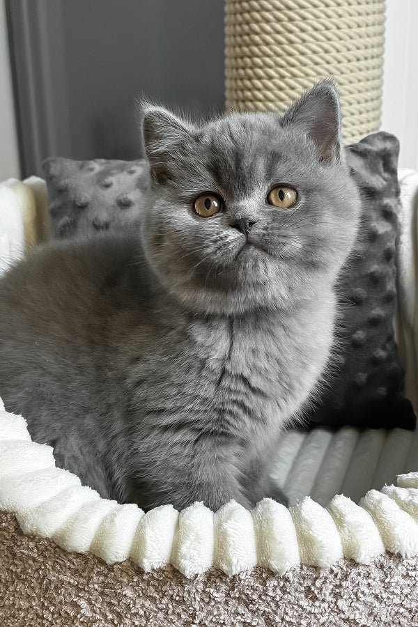 Idonis British Shorthair girl