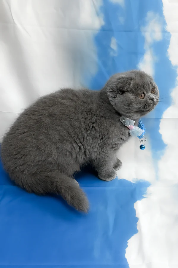 Vasco Scottish Fold boy - Image 4