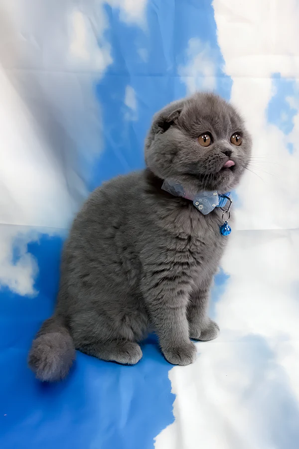 Vasco Scottish Fold boy - Image 3