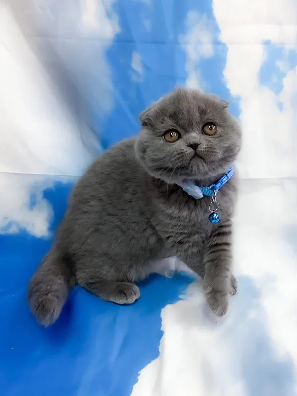Vasco Scottish Fold boy
