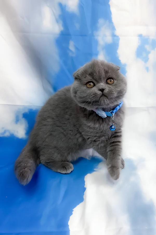 Vasco Scottish Fold boy