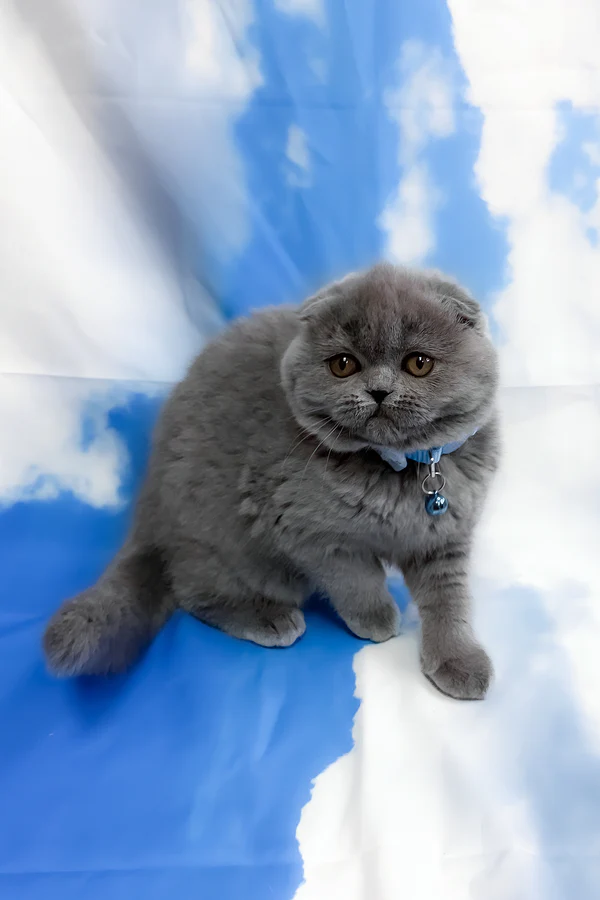 Vasco Scottish Fold boy - Image 5