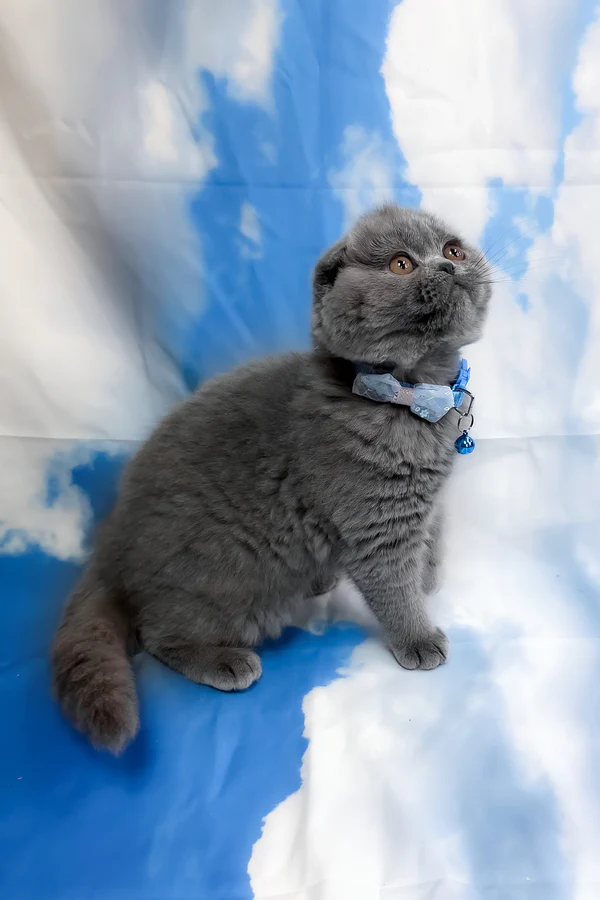 Vasco Scottish Fold boy - Image 2