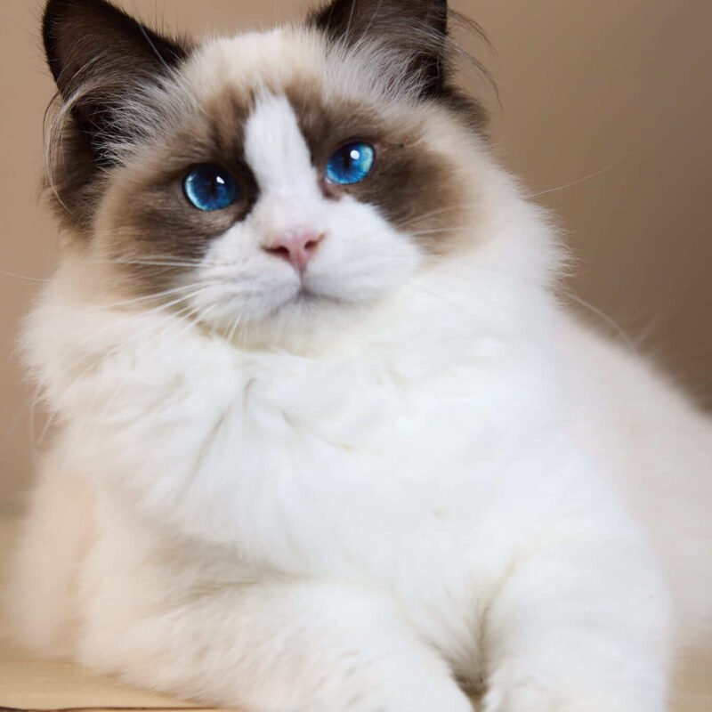 ragdoll kittens for sale cheap