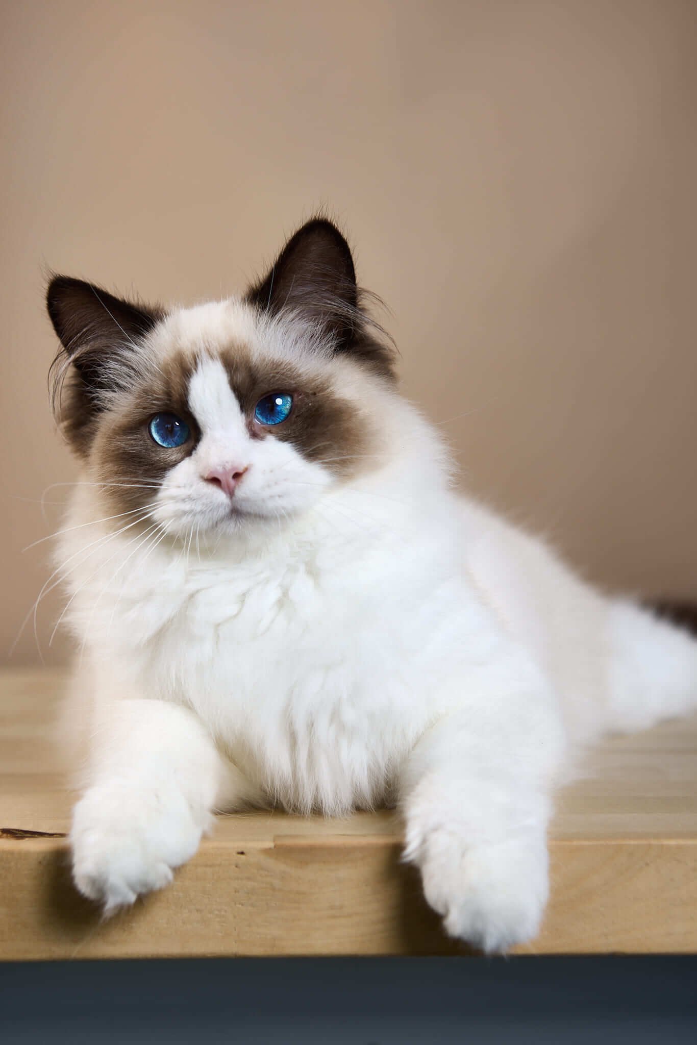 Carlson Ragdoll Seal Male - Image 3