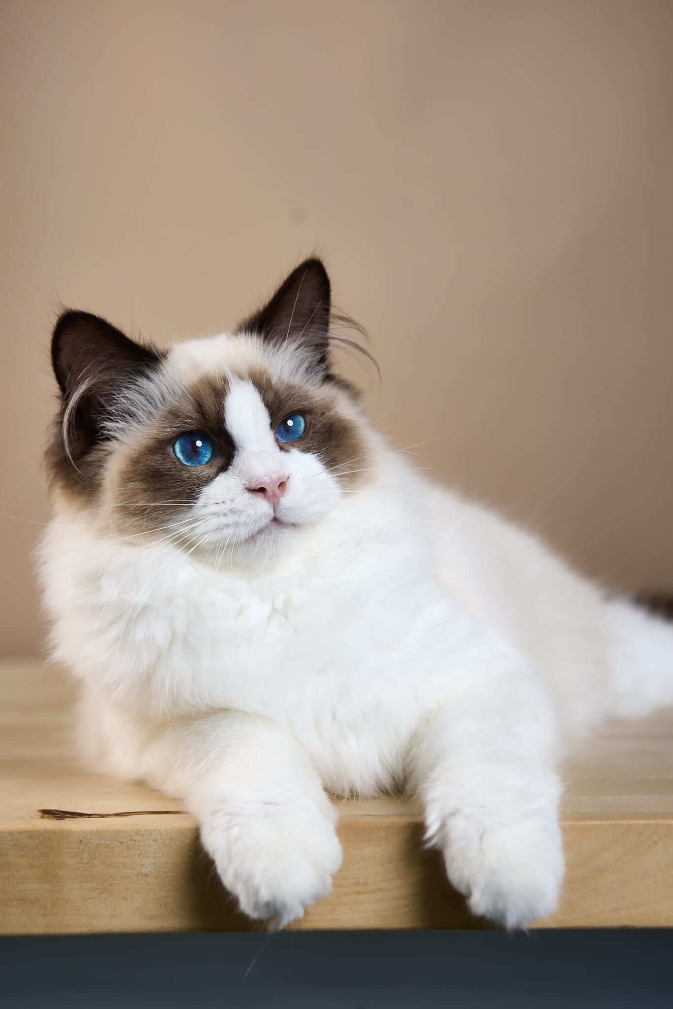 Carlson Ragdoll Seal Male - Image 5