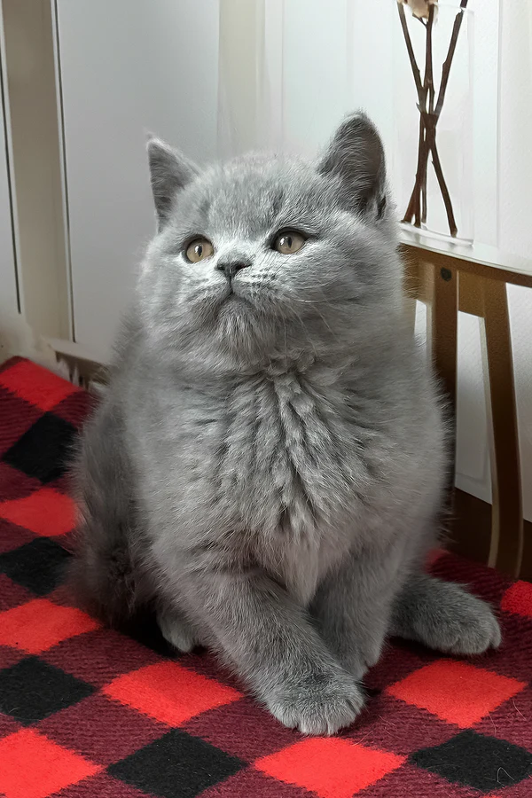 Igonist British Shorthair boy - Image 4