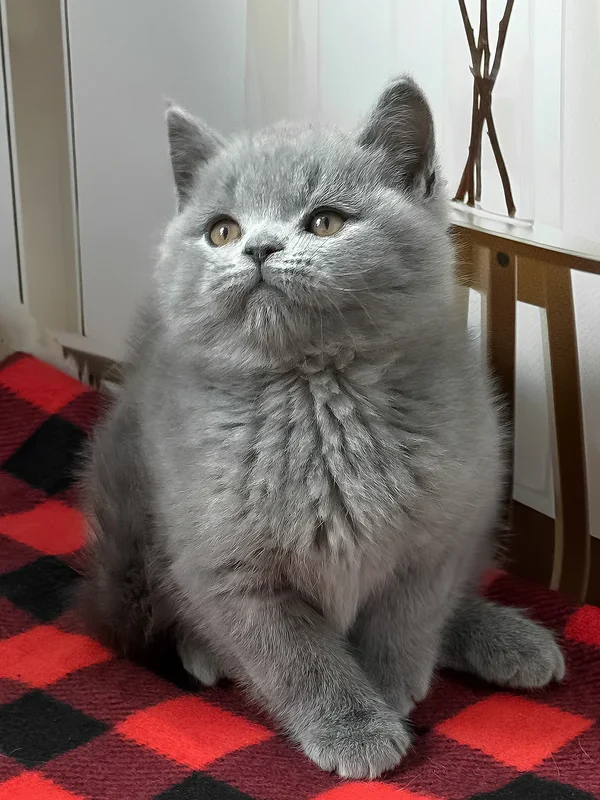 Igonist British Shorthair boy