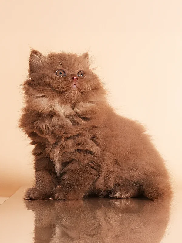 british-longhair-boy-rocky