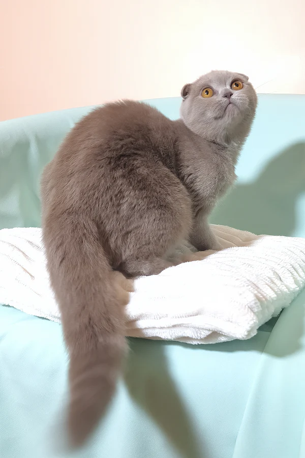 Stefi Scottish Fold girl - Image 3