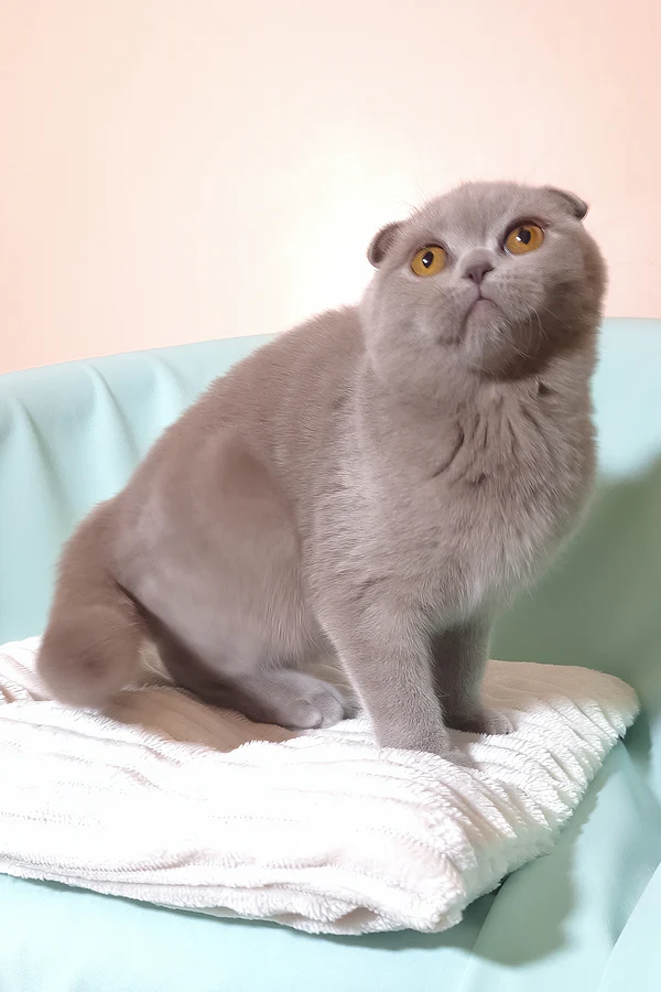 Stefi Scottish Fold girl - Image 2