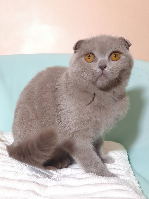 Stefi  Scottish Fold girl
