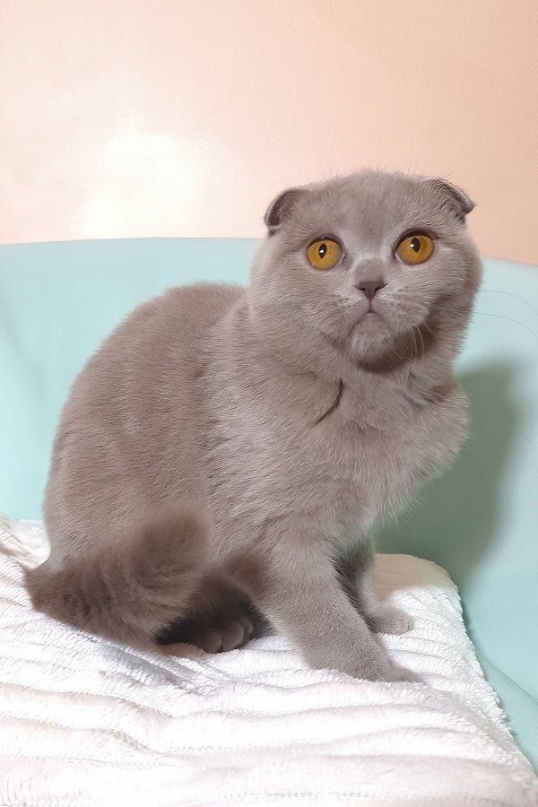 Stefi Scottish Fold girl