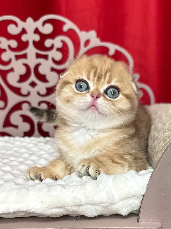 Carolina Scottish Fold girl