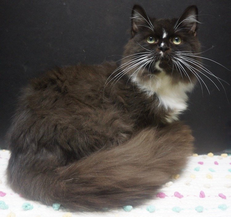 kenny-black-mitted-male-cherubim-ragdoll