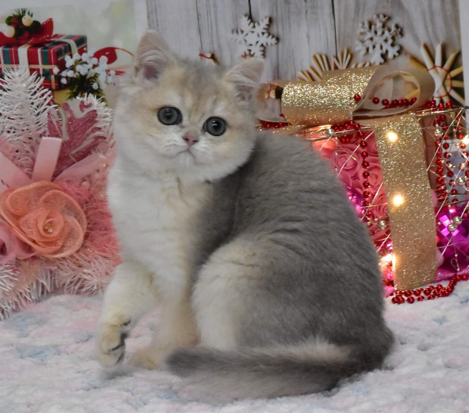 Wendy British Shorthair Blue Golden Female - Image 4