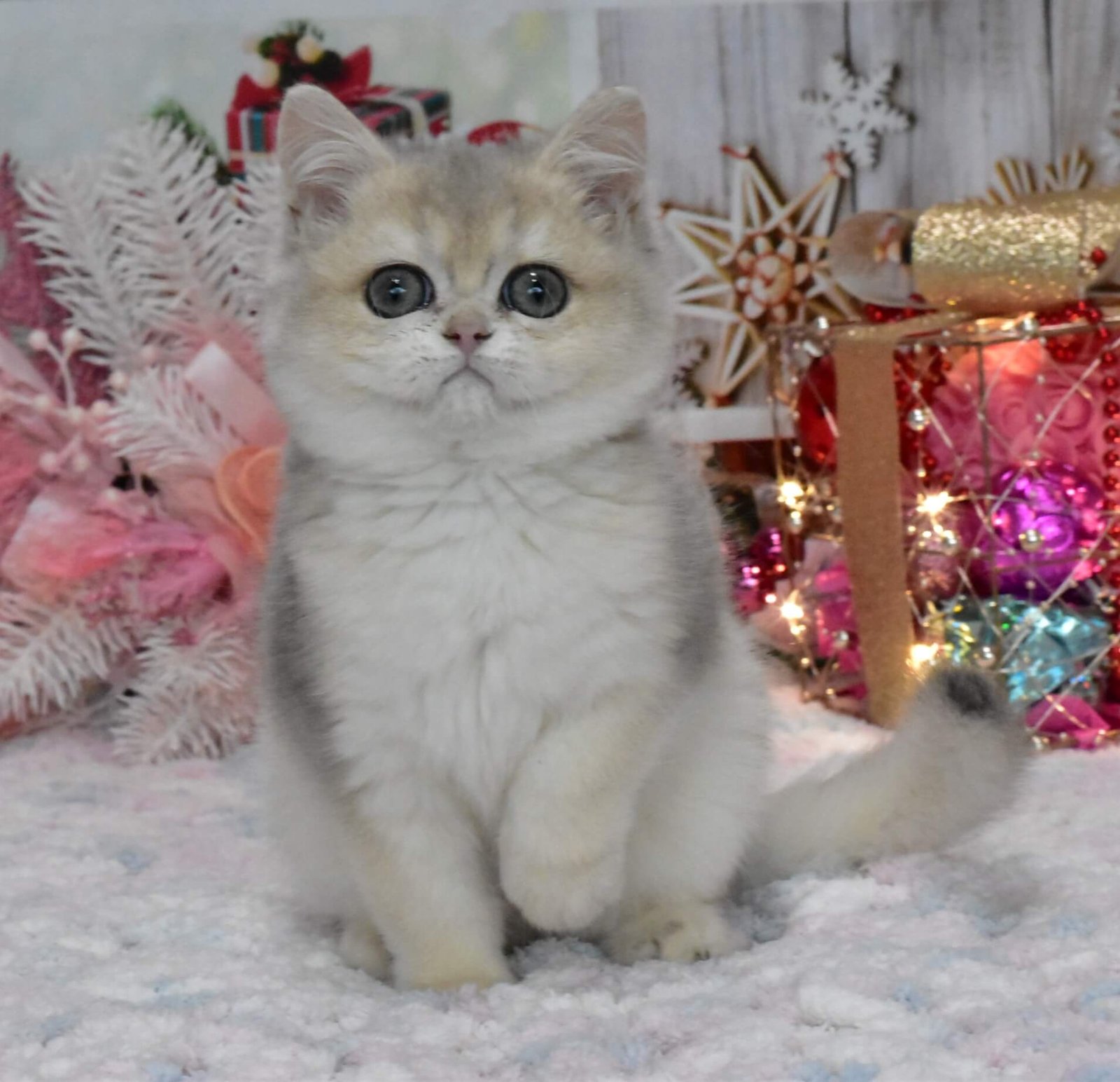 Wendy British Shorthair Blue Golden Female - Image 5